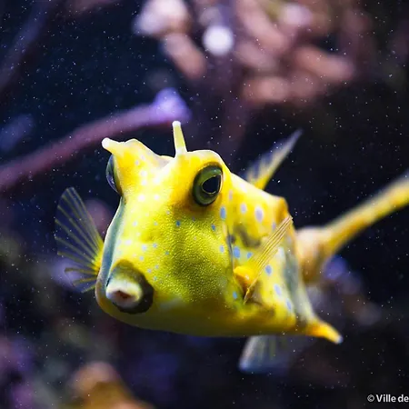 Apartment 4 People Canet-en-Roussillon