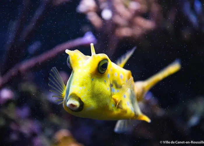 Apartmán 4 People Canet-en-Roussillon